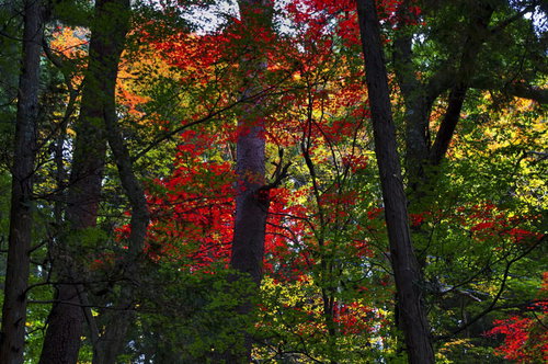 赤やオレンジに染まる黄葉した森