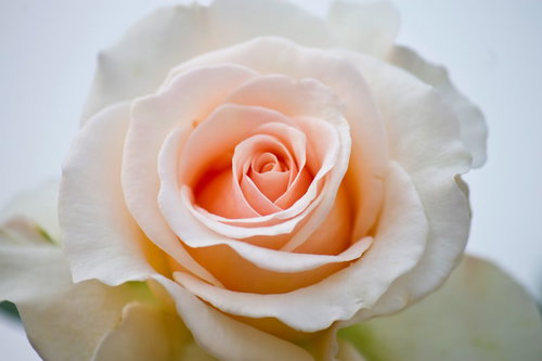 やわらかなピンクが広がるクリームデライト（薔薇）