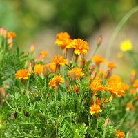 花壇にひっそりと咲くマリーゴールドの写真