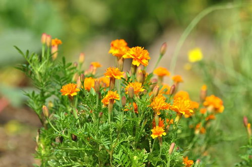 花壇にひっそりと咲くマリーゴールド