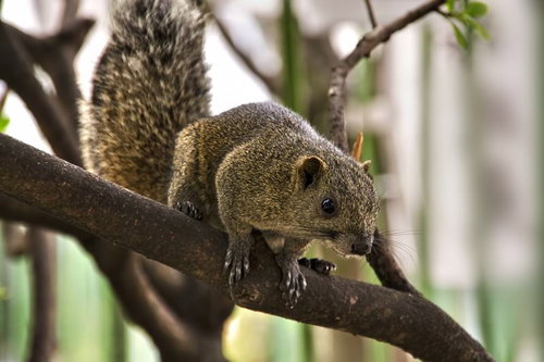 木の枝で身構える野生のリスの横顔
