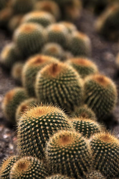 トゲが密集するもっこもこサボテン