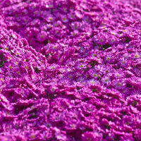 一面に咲き広がる紫色のマイクロマム（菊）の写真