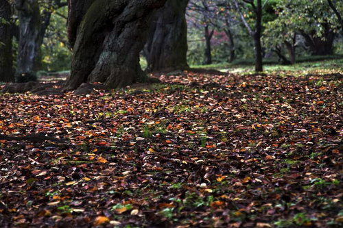 落ち葉が広がる秋の公園と木々