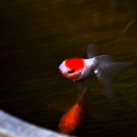 暗い水の中を泳ぐ桶の金魚の写真