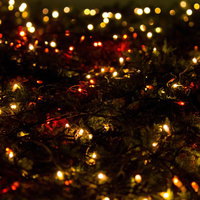 針葉樹の枝に巻かれた赤と黄の電飾ライトの写真