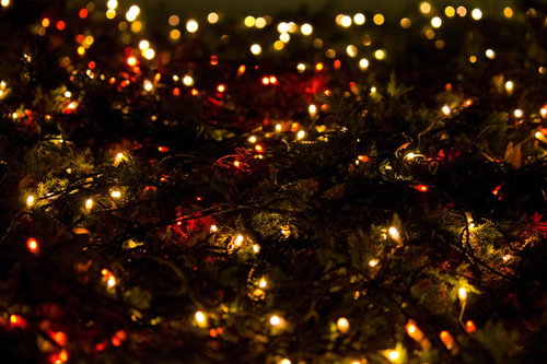 針葉樹の枝に巻かれた赤と黄の電飾ライト