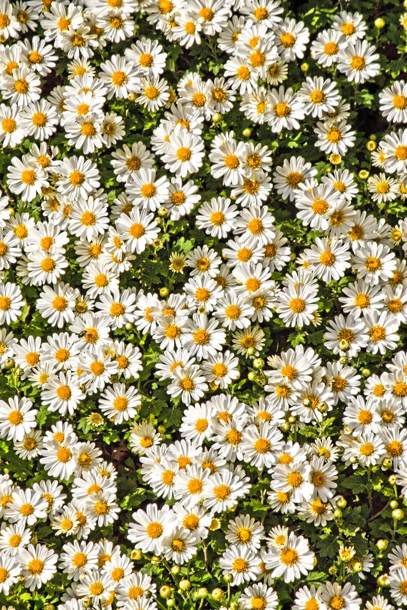 白い花が密集するセイアルプスの菊
