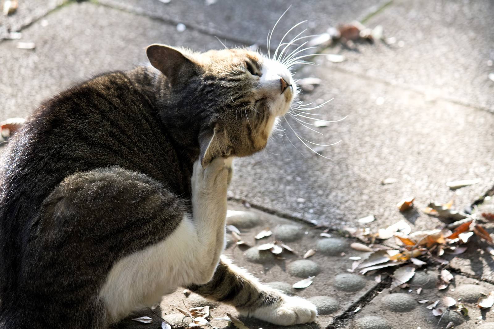 後ろ足で首を掻くキジトラ猫