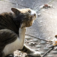 後ろ足で首を掻くキジトラ猫の写真