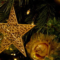 クリスマスツリーの金色の星飾りの写真