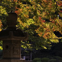 灯籠ともみじが色づく黄葉しはじめの庭園の写真