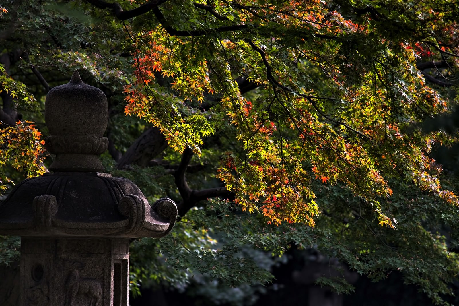 石灯籠と色づく紅葉の日本庭園