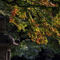 石灯籠と紅葉が色づく秋の灯篭の写真