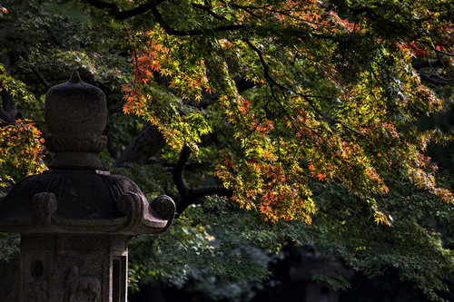 石灯籠と紅葉が色づく秋の灯篭