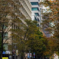 紅葉した並木道を走る秋の林道の車の写真