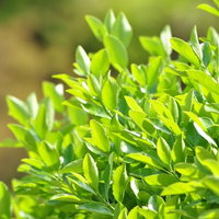 日差しを受けて光沢のある青々と茂った植物の葉の写真