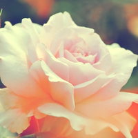 背景がぼけた淡いピンク色の薔薇（ステンレススチール）の写真