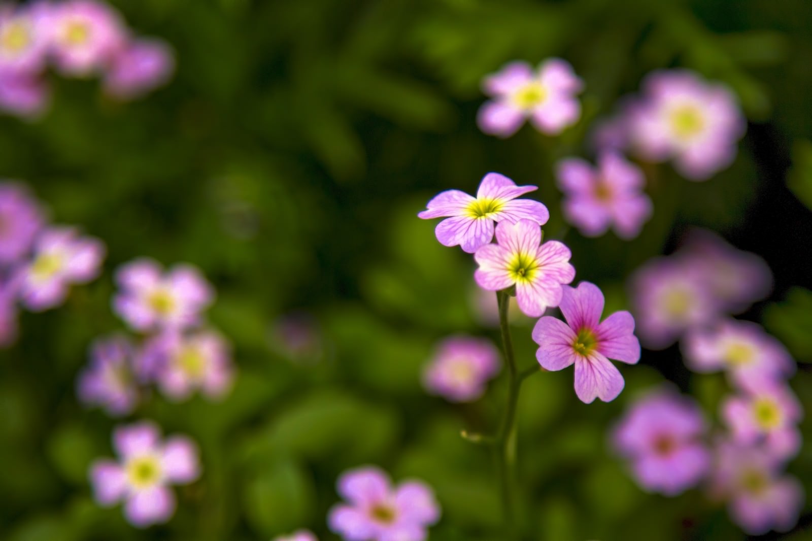 緑の中に咲く小さなピンクの花