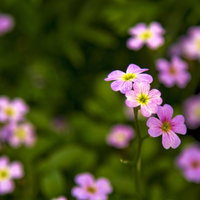 緑の中にひっそり咲く小さいピンクの花の写真