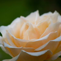 花びらが柔らかく重なるクリームデライト（薔薇）の接写の写真