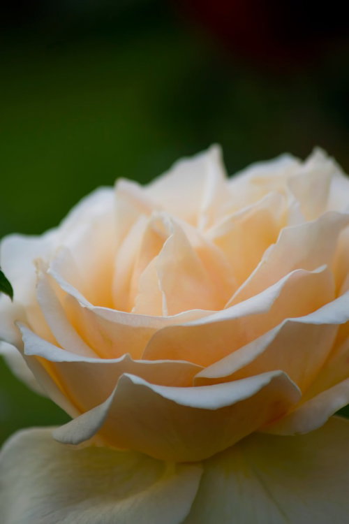 花びらが柔らかく重なるクリームデライト（薔薇）の接写