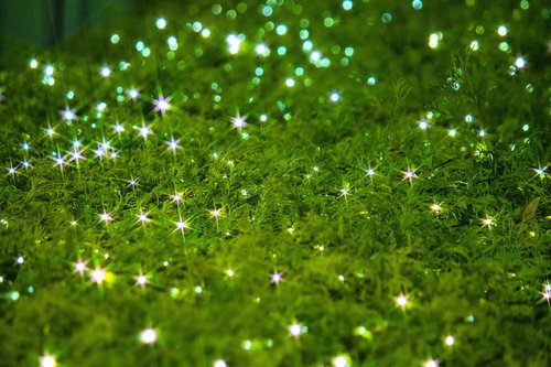 緑の垣根に散りばめられた星型の電飾