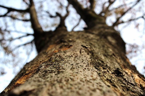 下から真上に見上げた冬の樹木の幹と枝