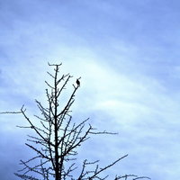 葉が落ちた枯れ木に止まる鳥と寂しげな空の写真