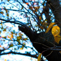 枝先にぶら下がる今にも散りそうな枯葉の写真