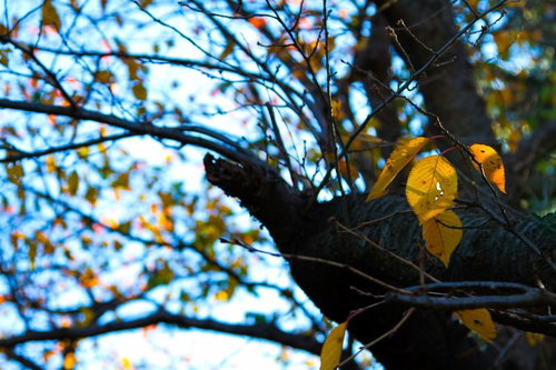 枝先にぶら下がる今にも散りそうな枯葉
