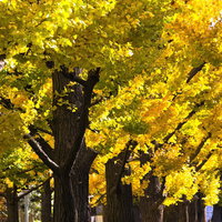 太い幹と黄色い葉が広がる黄葉した銀杏並木の写真