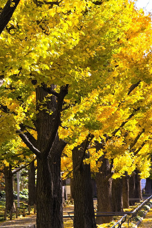 太い幹と黄色い葉が広がる黄葉した銀杏並木