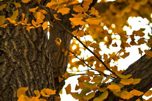 逆光に照らされた秋色の銀杏の木と扇形の葉