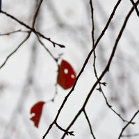 枝先に残る赤い枯葉と冬の白い空の写真