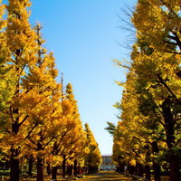 秋のイチョウ並木道と青空の写真