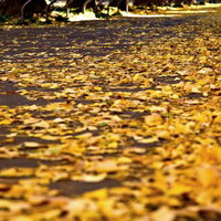 黄色い落ち葉が敷き詰められたイチョウの並木道の写真