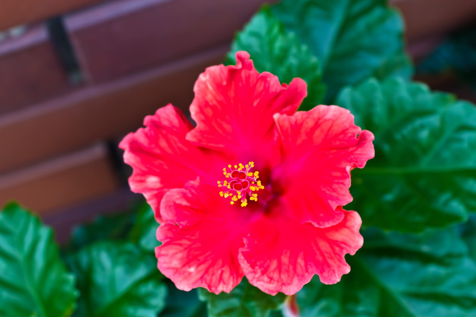 波打つ花びらから雄しべが伸びる赤いハイビスカス