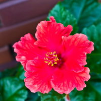波打つ花びらから雄しべが伸びる赤いハイビスカスの写真
