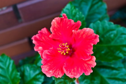 波打つ花びらから雄しべが伸びる赤いハイビスカス