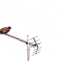 テレビアンテナの先にとまる鷹のシルエットの写真