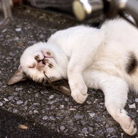 アスファルトの上で横たわる暑さにやられた白猫の写真
