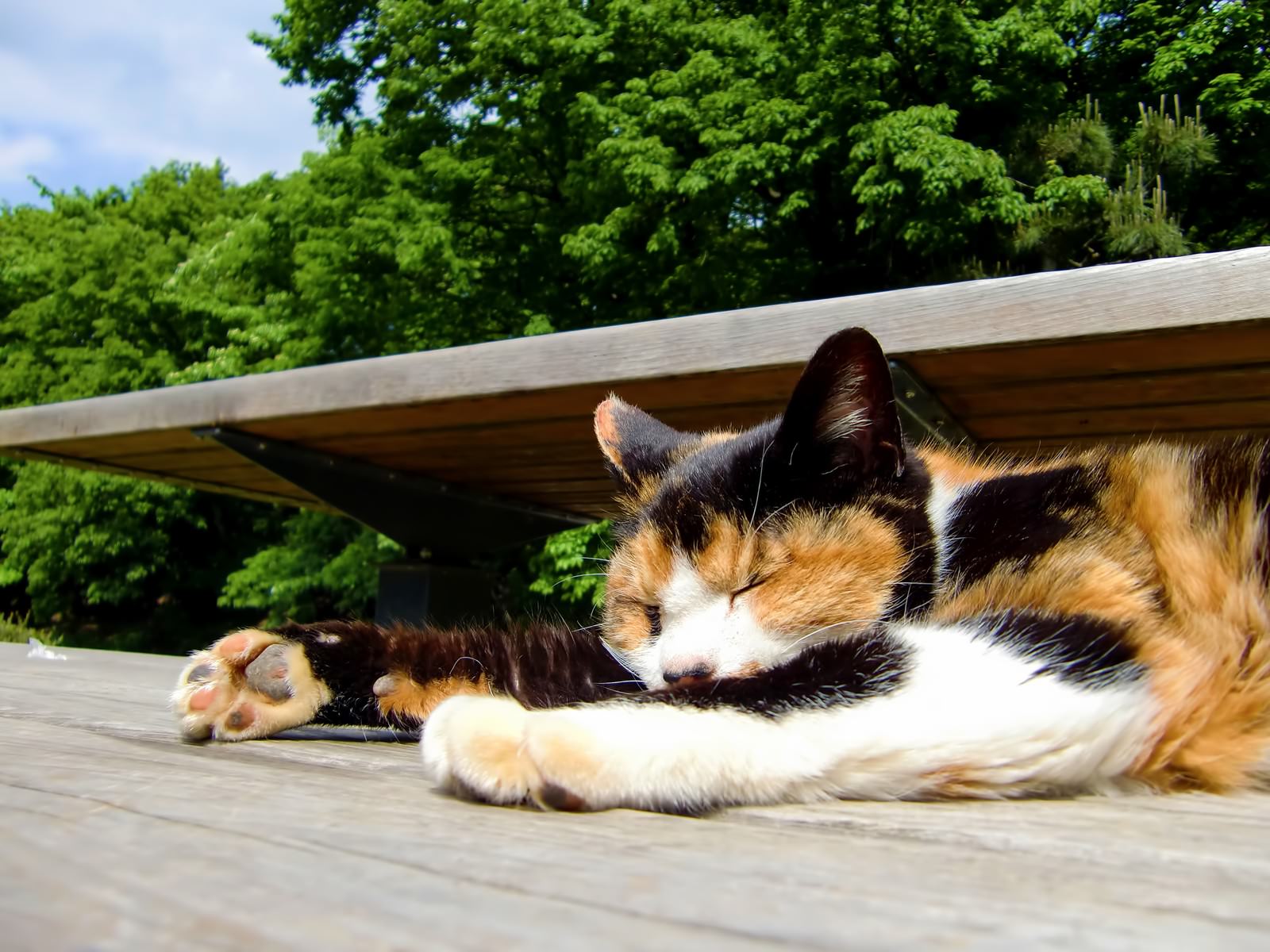 木のベンチで人間のように横になって寝る三毛猫