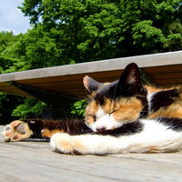 木のベンチで人間のように横になって寝る三毛猫の写真