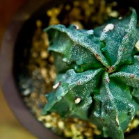 茶色い鉢に植えた星形に広がるサボテンの写真