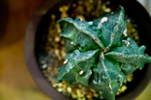 茶色い鉢に植えた星形に広がるサボテン