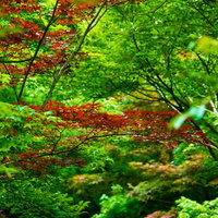 緑の中に赤やオレンジに色づく一部が紅葉した葉の写真