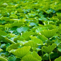 日差しを受けて光る一面に広がる蓮の大きな葉の写真