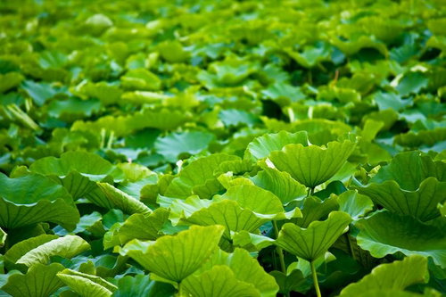 日差しを受けて光る一面に広がる蓮の大きな葉