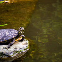 水辺の岩の上で首を伸ばしていきり立つ亀の写真